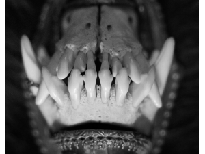 Amenra (B)