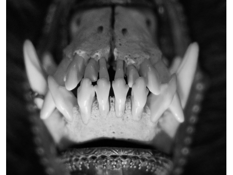 Amenra (B)